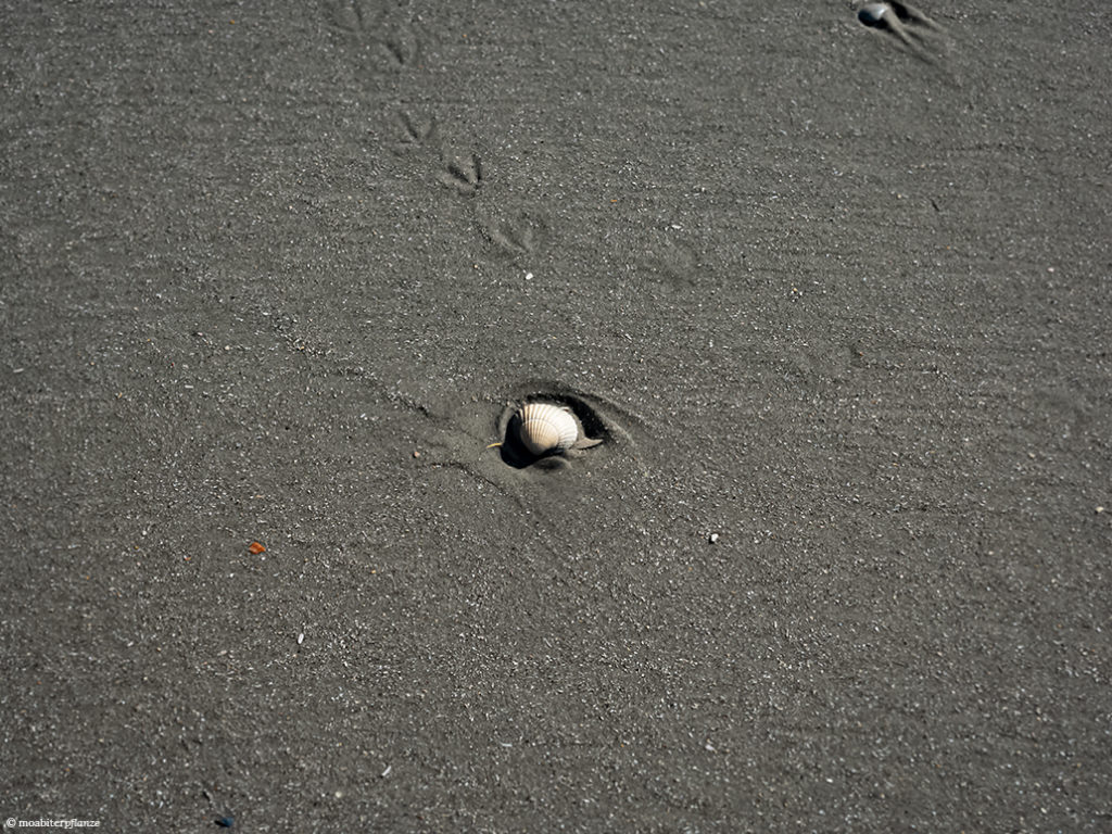 Muschel, Sand, Strand, Meer